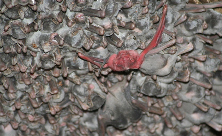 El murciélago